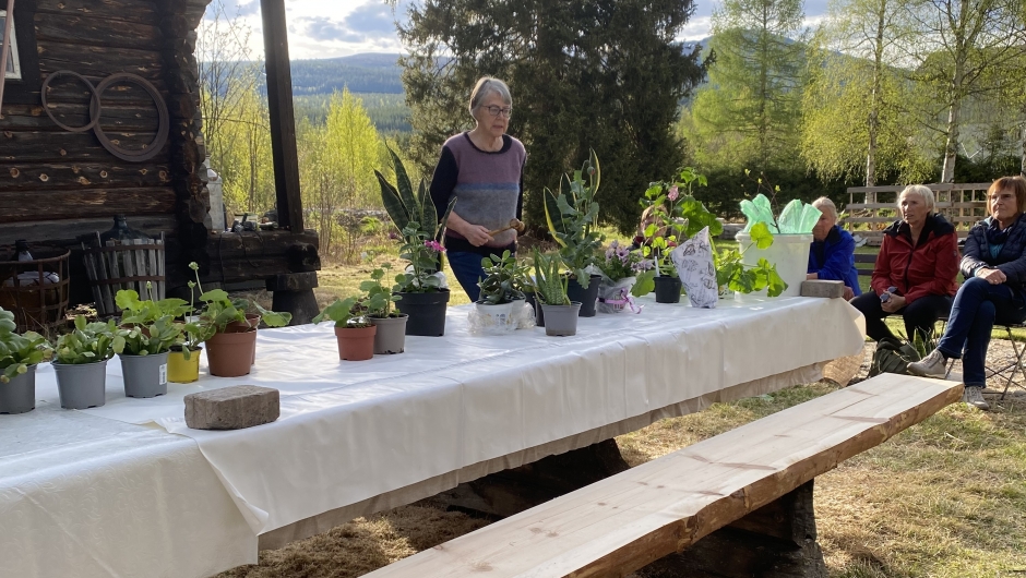 Auksjonarius Brynhild har mange planter å velge i