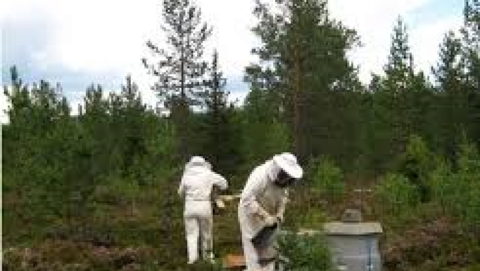 Helgøya Bie i aksjon i marka