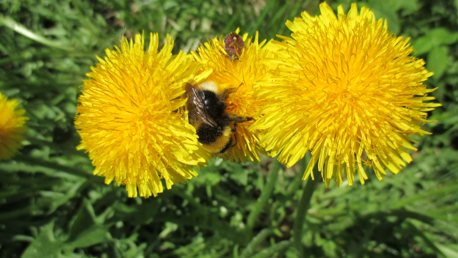 Løvetann, humle og bille en sommerdag