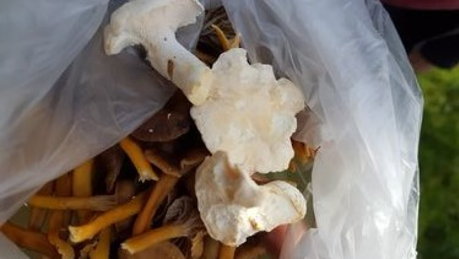 Traktkantarell og piggsopp (Foto: Bente Saghaugen) Traktkantarell og piggsopp (Foto: Bente Saghaugen)