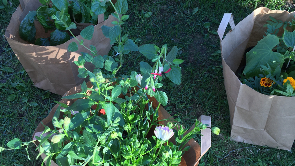 Vi hadde også fått planter fra Mjærum urte og staudegartneri