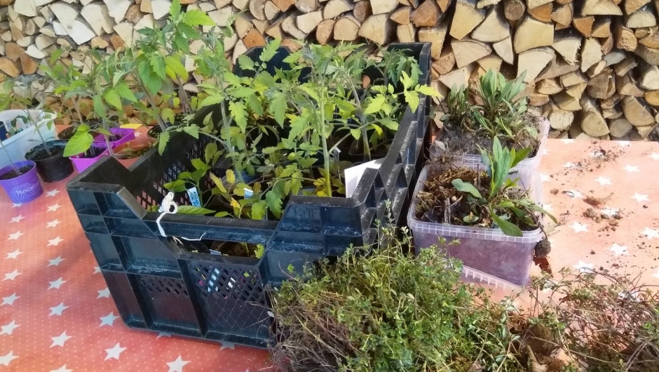 Noen nytteplanter Noen nytteplanter