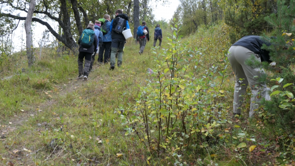 Fristende bær langs stien oppover.