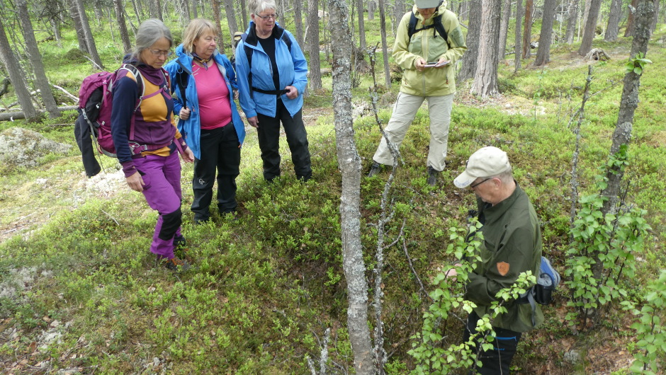 Kullgrop langs stien Kullgrop langs stien