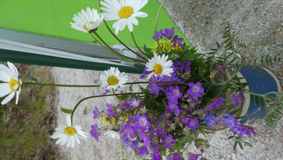Nydelige markblomster å pynte med. Nydelige markblomster å pynte med.