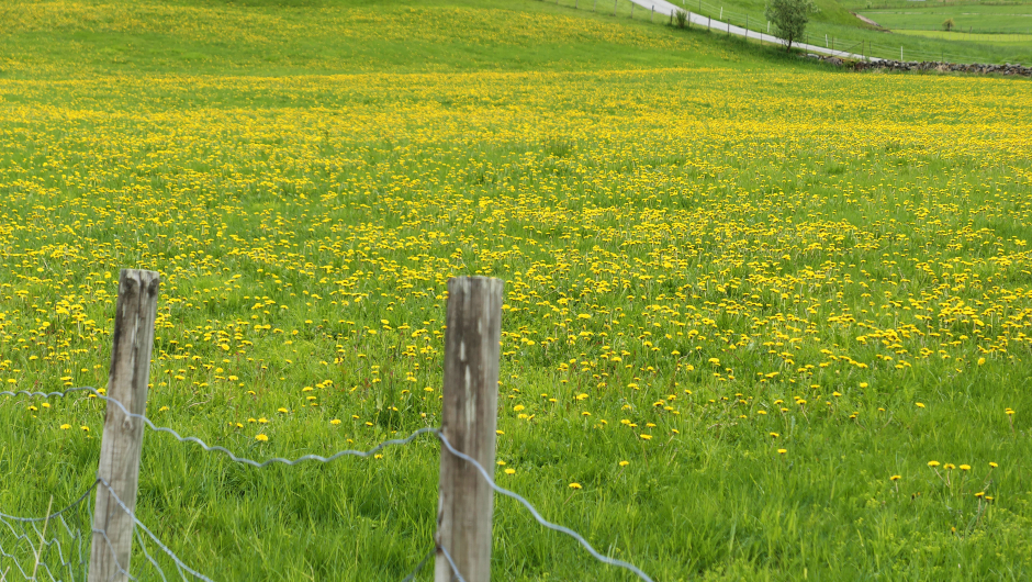 Røldal - eit fint turmål!