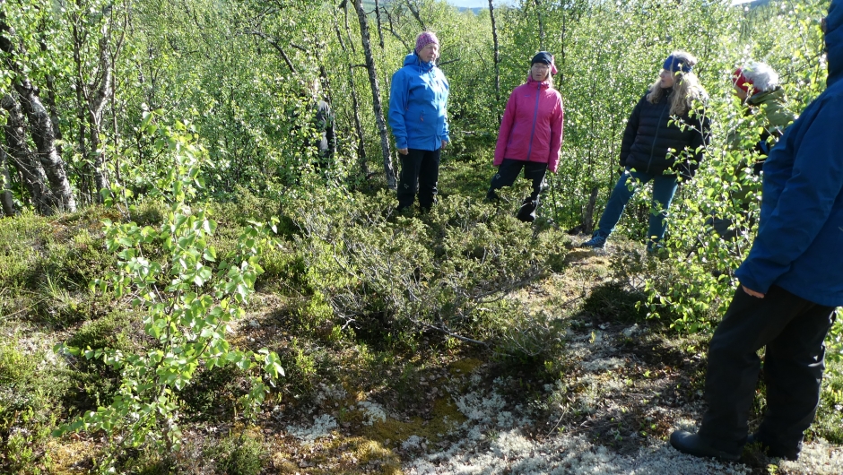 Gammel gravhaug Gammel gravhaug