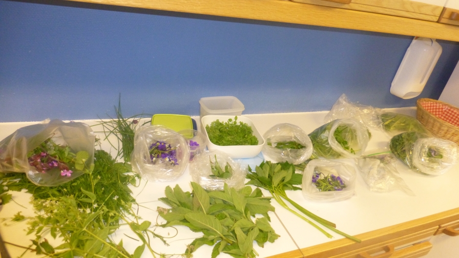 Mye godt å spise - helt gratis. Ville vekster