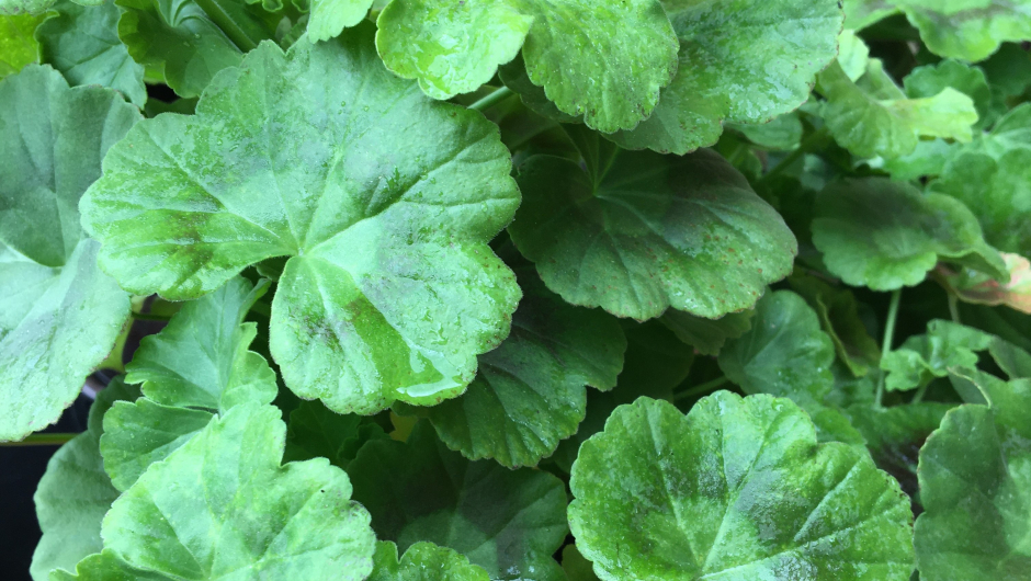 Pelargonium i forskjellige farger var det rikt om