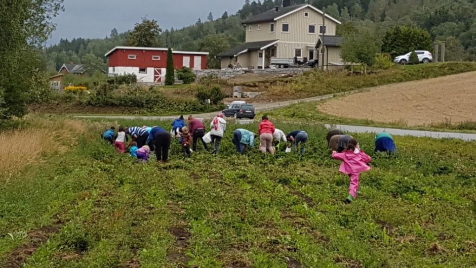 Potetopptaking - helt manuelt