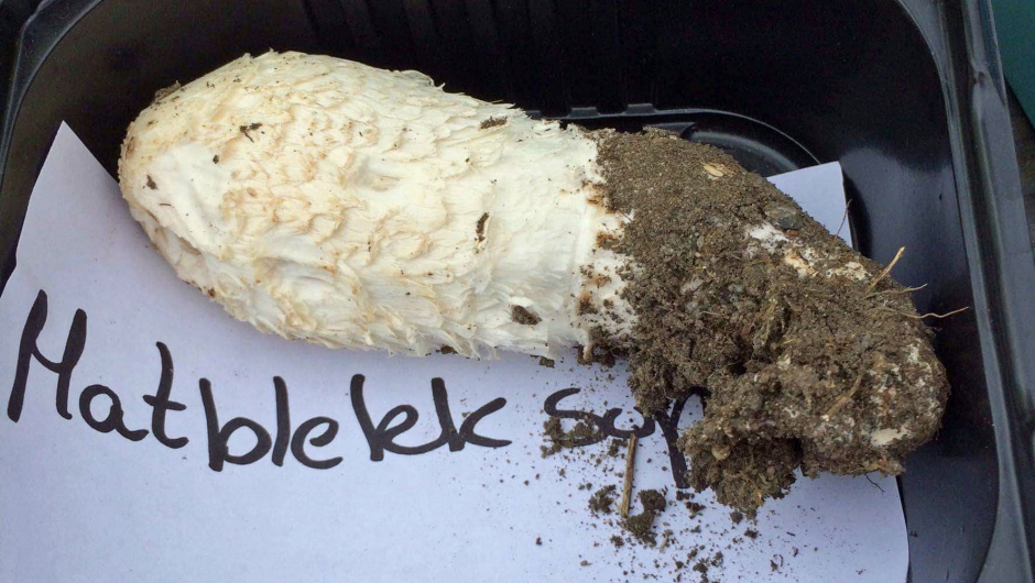 Matblekksopp. Matblekksopp, god matsopp som ung.