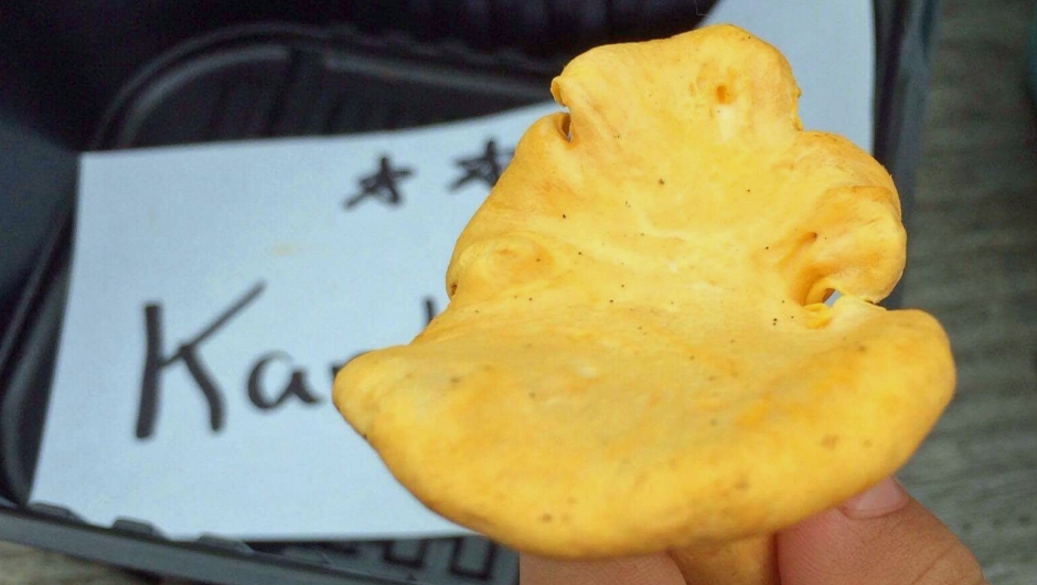 Kantarell Kantarellen er skogens gull, veldig god.