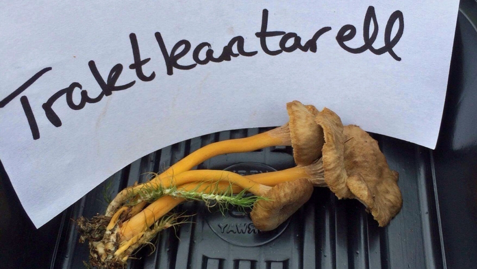 Traktkantarell Traktkantarell, god matsopp.