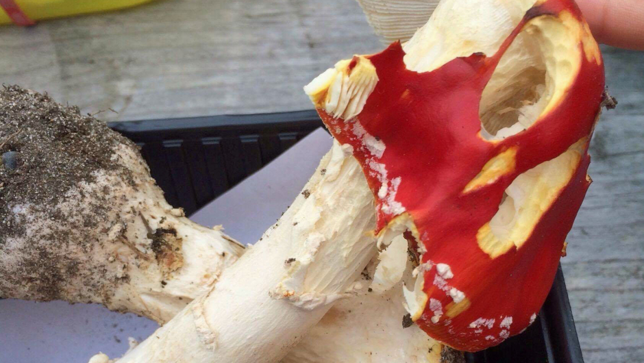 Rød fluesopp Rød fluesopp, giftig