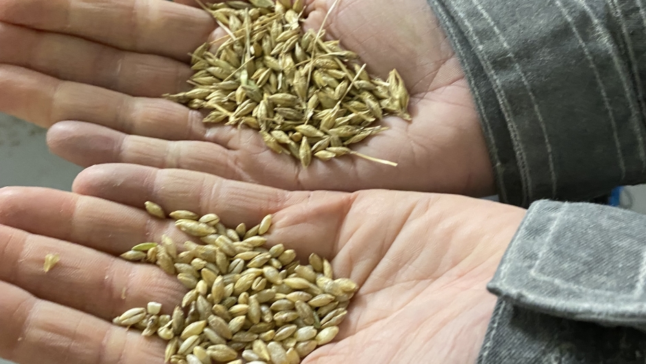 Renset og urenset korn Renset og urenset korn