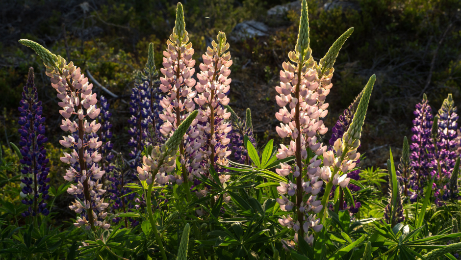 Foto: Ingun M. Orderud fra Sørum Bygdekvinnelag Foto: Ingun M. Orderud fra Sørum Bygdekvinnelag