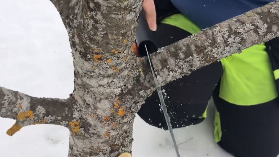Greina må ikke kappes for nær stammen Greina må ikke kappes for nær stammen