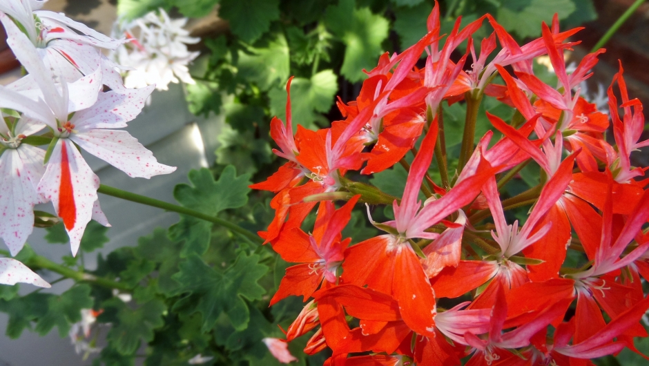 En av mange spesielle pelargoniar