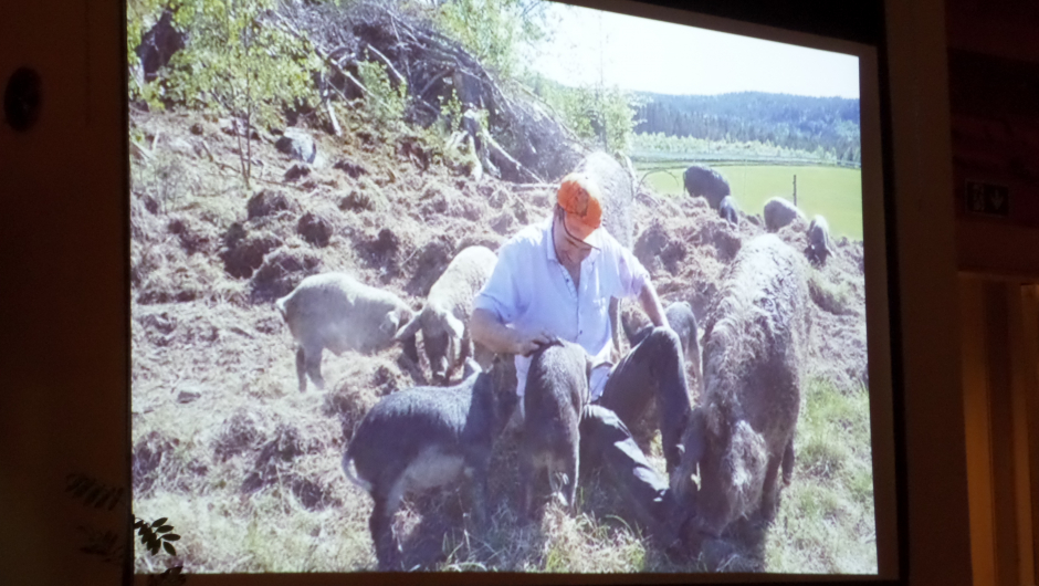 Pelsgriser fra Ungarn