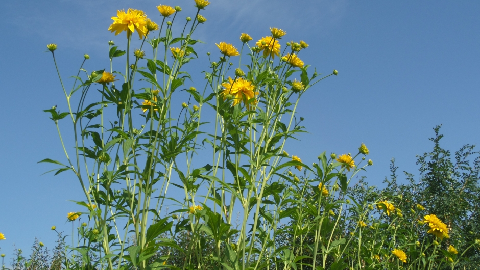 "Kyss meg over gjerdet"