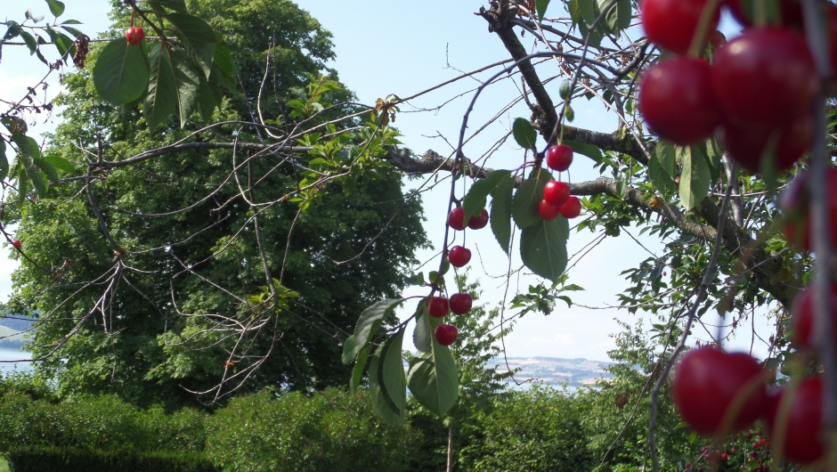 Kirsebær, "høyt henger de og sure er de"!