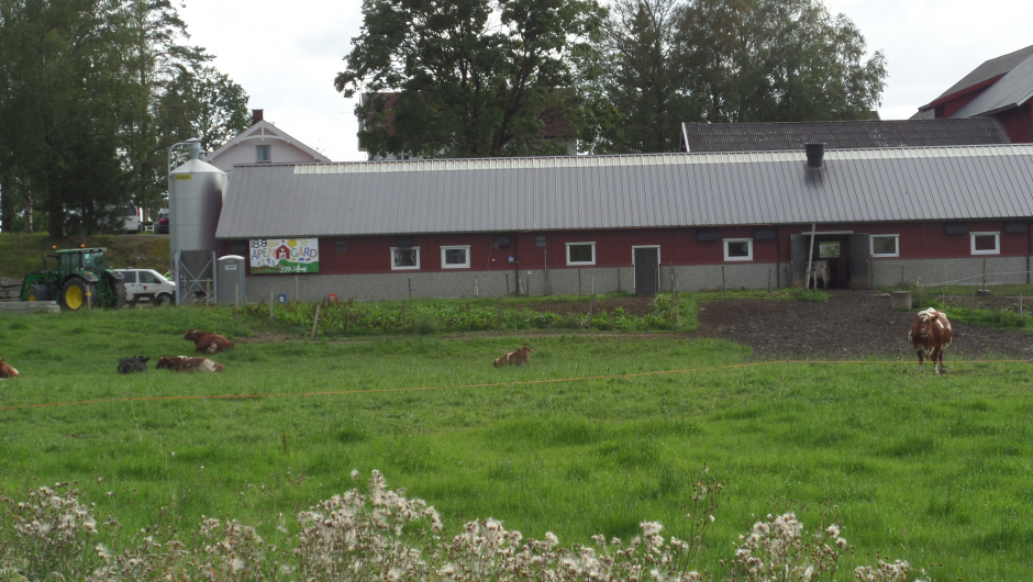 Det nye fjøset på Ullern gård