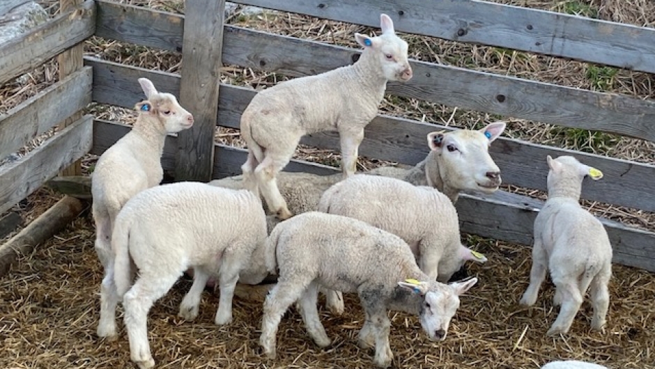 Sauen er snart klar for ferskt gras på beite! Foto: Inger Amb