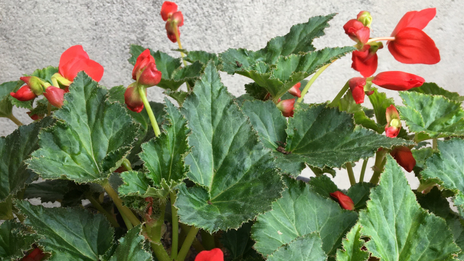 Ekte skaugumbegonia er det rift om