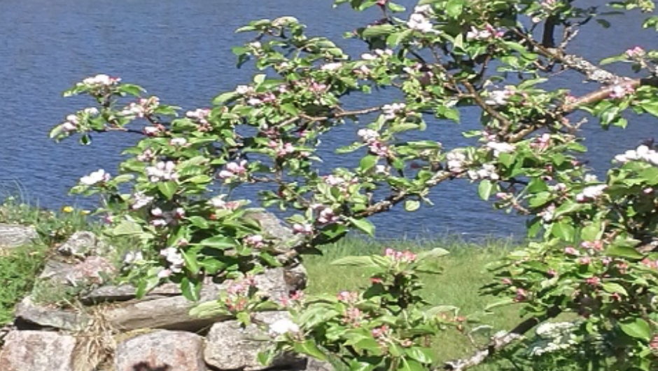 Et blomstrende frukttre. Foto: Ukjent