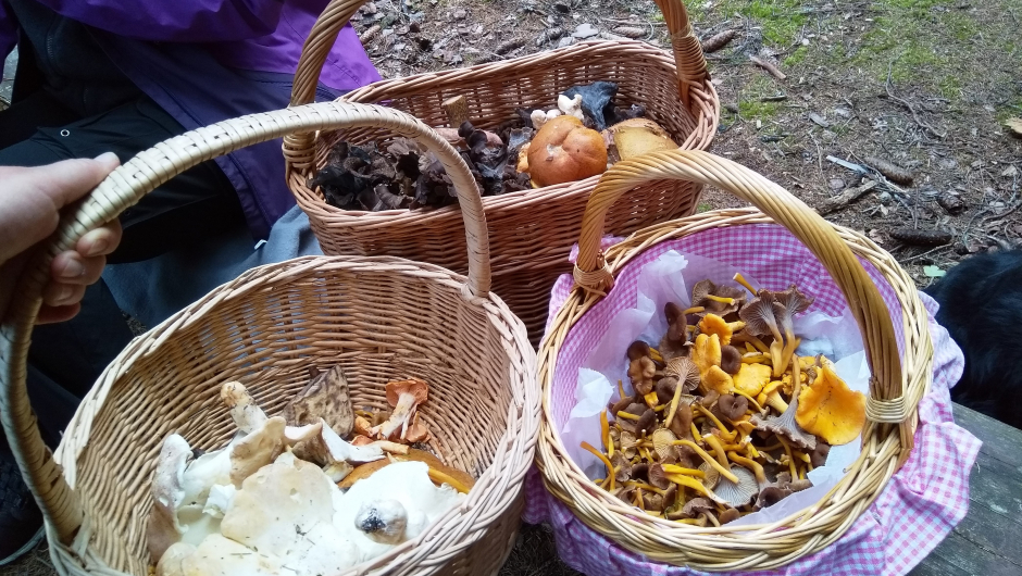 Soppjegere velger forskjellig Soppjegere velger forskjellig