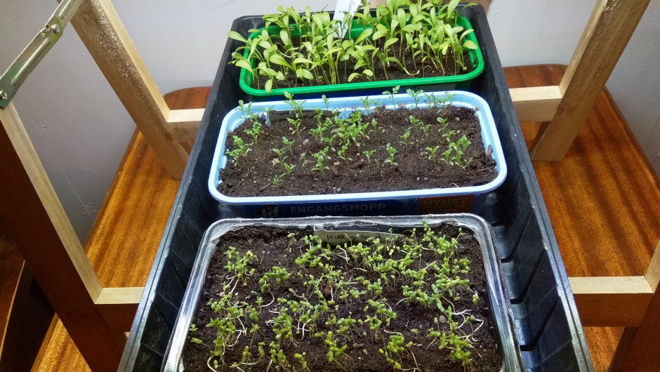 Småplanter under vekstlys Småplanter under vekstlys