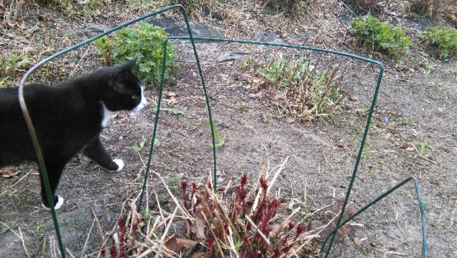 Sømna. Rakel Ellingsen. Rakel og Bella på insepksjon i staudebedet. Sømna. Rakel Ellingsen. Rakel og Bella på inspeksjon i staudebedet.