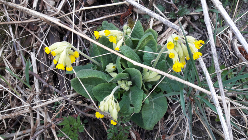 Marianøkleblom (Primula veris)