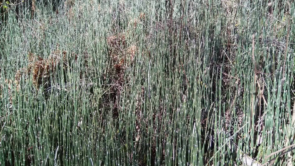 Skavgras - grønt hele året Skavgras - grønt hele året