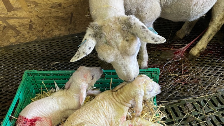 Og jammen kom det tvillingar i pausen og Foto: Guro Holberg