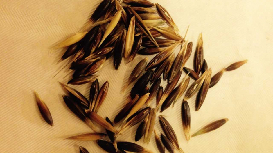 Kornene er tynne og små, og de er svarte.