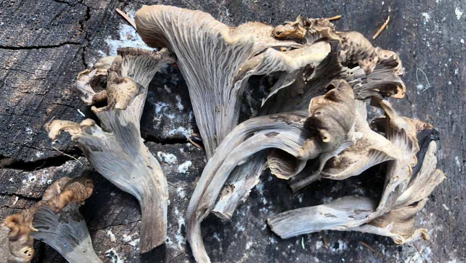 Svart trompetsopp (Foto: Ane Aa. Grøndahl) Svart trompetsopp (Foto: Ane Aa. Grøndahl)