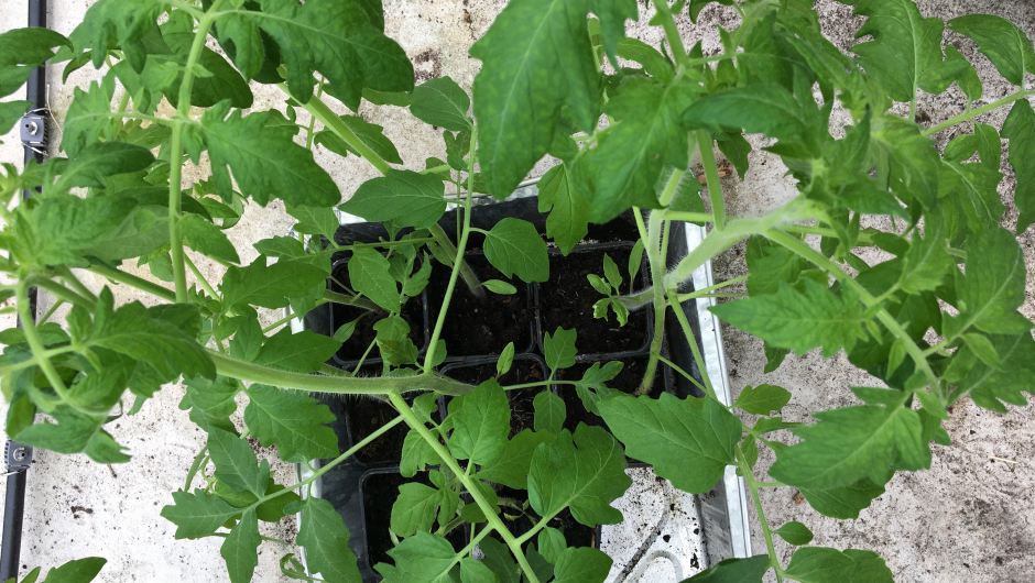 Stort utvalg i tomatsorter