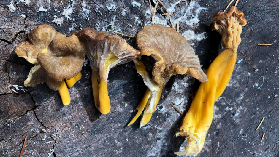 Traktkantarell (Foto: Ane Aa. Grøndahl) Traktkantarell (Foto: Ane Aa. Grøndahl)