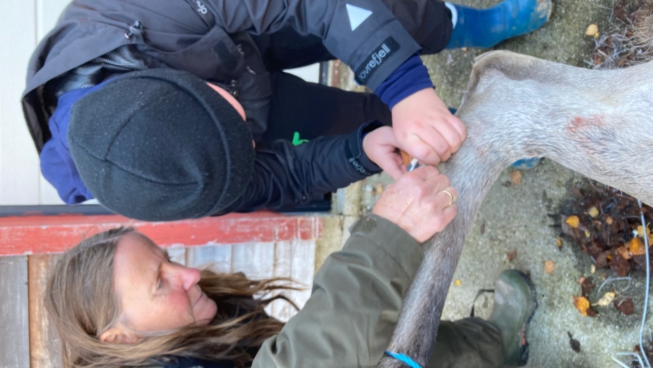 Starten på flåing.