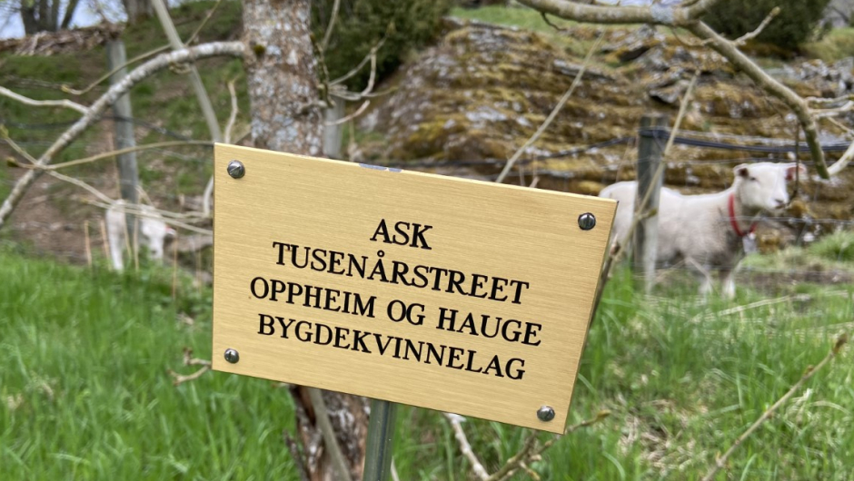 Tusenårstreet. Foto: Bjørg Håland