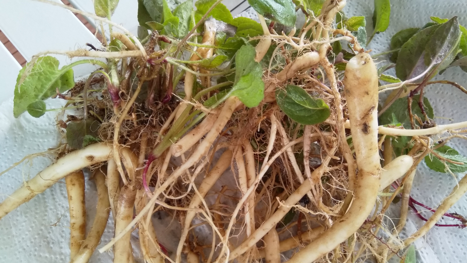 Rotstengler hos ugrasklokke Rotstengler hos ugrasklokke