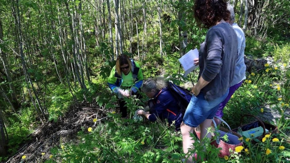 Skogen har mye spennende og smaksfullt å by på.