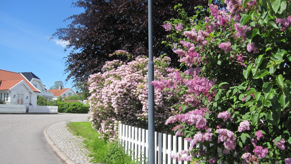 Vakker blomstring i Åsgårdstrand Vakker blomstring i Åsgårdstrand