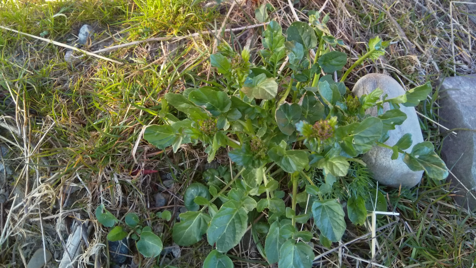 Vinterkarse - ung plante Vinterkarse - ung plante