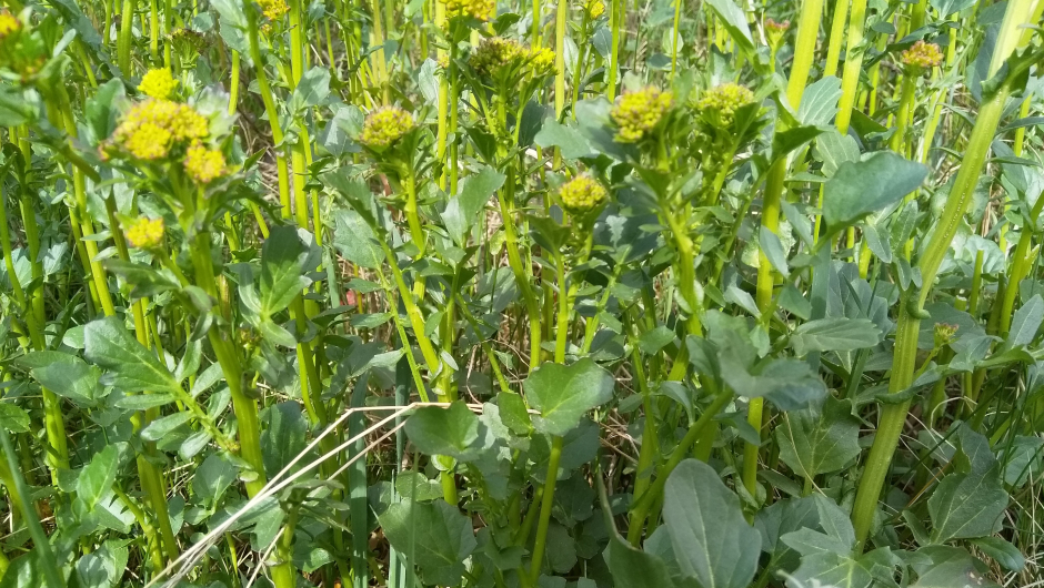 Snart blomstring Snart blomstring