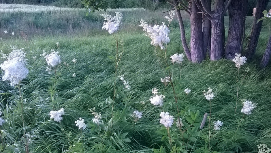 Mjødurt i blomst